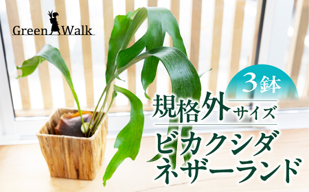 ビカクシダネザーランド 土植え 訳あり(3寸) 3鉢セット コウモリラン 観葉植物 10,220円