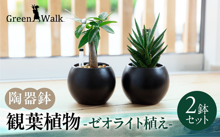 観葉植物 陶器鉢 2鉢セット ゼオライト植え 