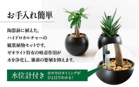 観葉植物 陶器鉢 2鉢セット ゼオライト植え 