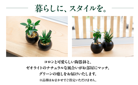 観葉植物 陶器鉢 2鉢セット ゼオライト植え 