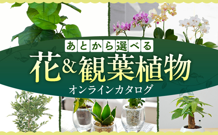 ＼あとから選べる ／花・観葉植物カタログ 1万円分 オンライン 有効期限なし 後から選べる 植物 グリーン 花 お花 胡蝶蘭 オンラインカタログ 後から 体験 チケット インテリア 愛知県 豊橋市