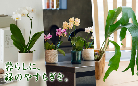 \あとから選べる /花・観葉植物カタログ 6万円分 オンライン 有効期限なし 後から選べる 植物 グリーン 花 お花 胡蝶蘭 オンラインカタログ 後から 体験 チケット インテリア 愛知県 豊橋市