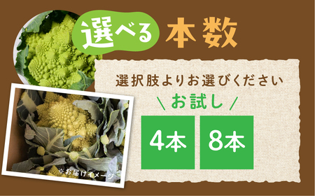 オレンジカリフラワー　4個