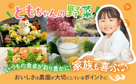 紫カリフローレ 4個