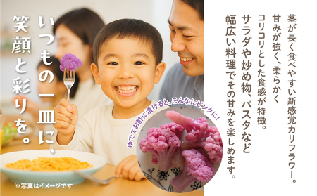 紫カリフローレ 4個