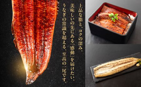 うなぎの新ブランド、開幕。『神の鰻』4尾 国産 特上 鰻