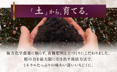 完熟いちじく 12玉 国産 いちじく