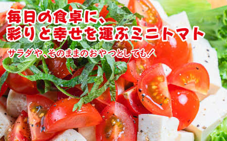 ≪先行予約≫ミニトマト アイコ 約1kg トマト