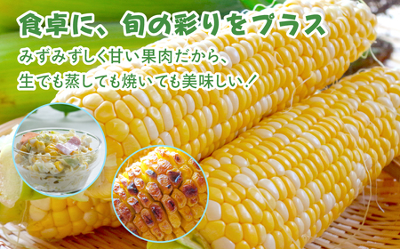 ≪先行予約≫とうもろこし 訳あり 10本 ~ 14本