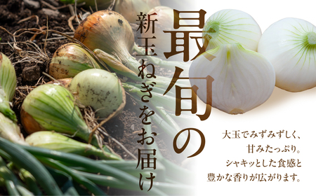 新玉ねぎ 大玉 訳あり 10kg（小傷・変形）
