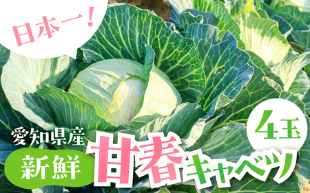 春キャベツ 4玉 旬 野菜 甘い 春キャベツ