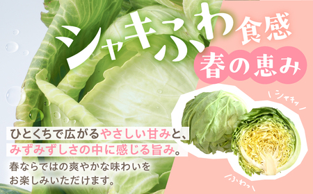 春キャベツ 4玉 旬 野菜 甘い 春キャベツ