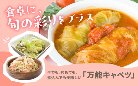 春キャベツ 4玉 旬 野菜 甘い 春キャベツ