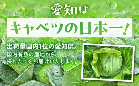 春キャベツ 4玉 旬 野菜 甘い 春キャベツ