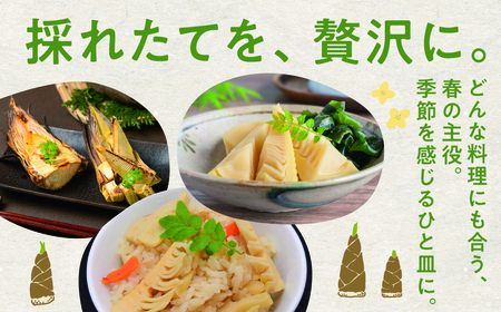 たけのこ 2kg (5~6本) 筍