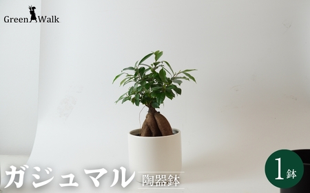 【白】ガジュマル モノトーン130 陶器鉢 1鉢 水位計セット 10,220円