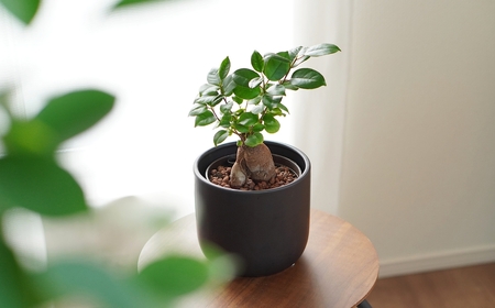 【黒】ガジュマル モノトーン130 陶器鉢 1鉢 水位計セット