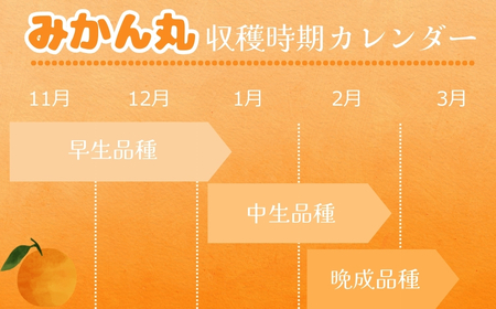 極甘！みかん丸 3kg みかん