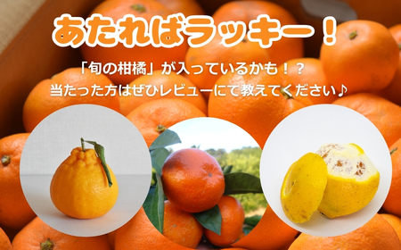 極甘！みかん丸 3kg みかん