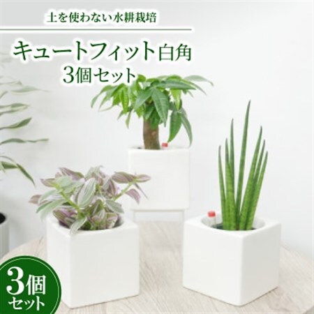 キュートフィット白角3個セット【オススメの観葉植物でお届け】【1504098】