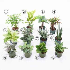 キュートフィット黒角3個セット【オススメの観葉植物でお届け】【1504099】