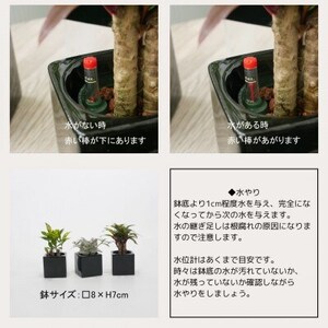 キュートフィット黒角3個セット【オススメの観葉植物でお届け】【1504099】