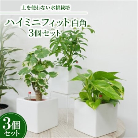 ハイミニフィット白角3個セット【オススメの観葉植物でお届け】【1504101】