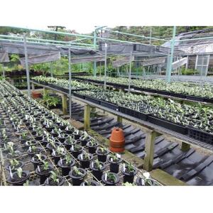 徳川家康公の運気を上げた縁起物!　おもと講座と植え替え体験　【万年青プレゼント!】【1581464】