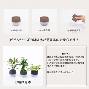 ハイミニビビアースカラー3個セット【オススメの観葉植物でお届け】【1604163】