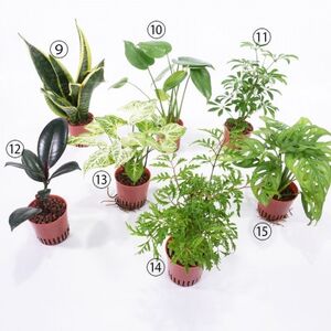 ハイミニビビアースカラー3個セット【オススメの観葉植物でお届け】【1604163】