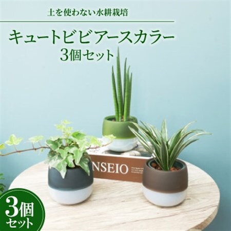 キュートビビアースカラー3個セット【オススメの観葉植物でお届け】【1604324】