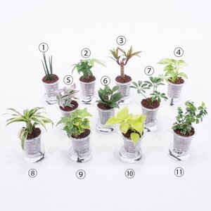 ウォータリウム ビーカーM ハイドロコーン植え3個セット【オススメの観葉植物でお届け】【1604658】