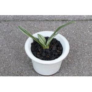 【おもと はじめて応援】岡崎・徳川家康公の縁起物!お祝い万年青!【1655541】