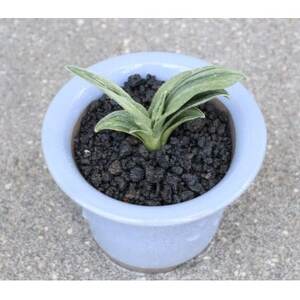 【おもと はじめて応援】岡崎・徳川家康公の縁起物!お祝い万年青!【1655541】