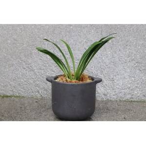 はじめての縁起植物!おもとデビューセット(小株・鉢仕立て)【1655544】