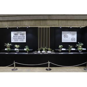 はじめての縁起植物!おもとデビューセット(小株・鉢仕立て)【1655544】