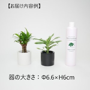 リトルフィット丸型2個＆栄養剤セット【オススメの観葉植物でお届け