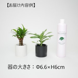 リトルフィット丸型2個＆栄養剤セット【オススメの観葉植物でお届け】【1324918】