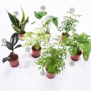 ハイミニビビスモーキー3個セット【A】【オススメの観葉植物でお届け】【1382253】