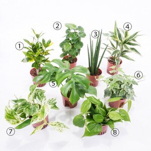 ハイミニロッチャ3個セット【オススメ観葉植物でお届け】【1404534】