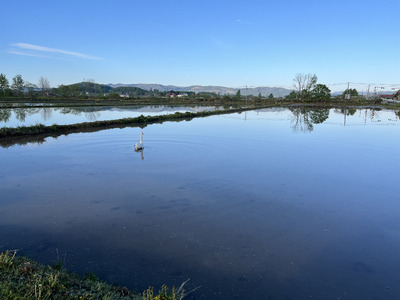 【ふるさと納税】わっさむのおこめ「ゆめぴりか」5kg