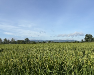 【ふるさと納税】わっさむのおこめ「ゆめぴりか」5kg