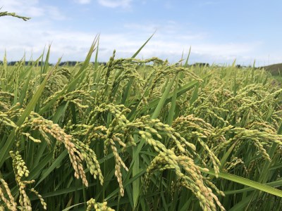 【ふるさと納税】北海道産米 ななつぼし「氷点の舞」5kg