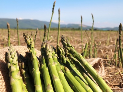 【ふるさと納税】（令和８年度産）北海道グリーンアスパラ1.4kg／和寒町産