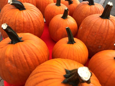 【ふるさと納税】≪令和6年10月お届け≫ハロウィンかぼちゃ