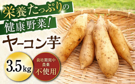 先行予約／11月以降順次発送＞栽培期間中農薬不使用 ヤーコン芋 約3.5