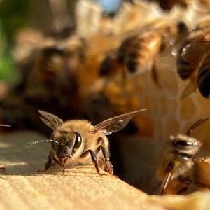 国産蜂蜜4本セット(ボトル)【1354085】