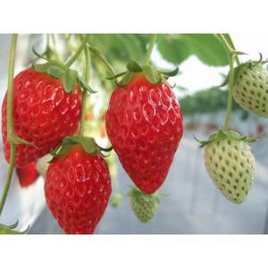 【愛知県半田市の市野園芸】いちご狩り招待券6名様【1402970】