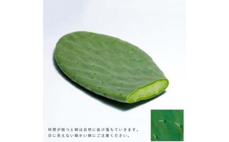 あなたのカメに、自然のごちそうを。食べるサボテン「かめはめ葉」（1㎏）　カメのエサ サボテン 1kg ペット用品 ペット 餌 エサ カメ 亀  亀のエサ 国産