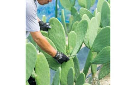 あなたのカメに、自然のごちそうを。食べるサボテン「かめはめ葉」（1㎏）　カメのエサ サボテン 1kg ペット用品 ペット 餌 エサ カメ 亀  亀のエサ 国産